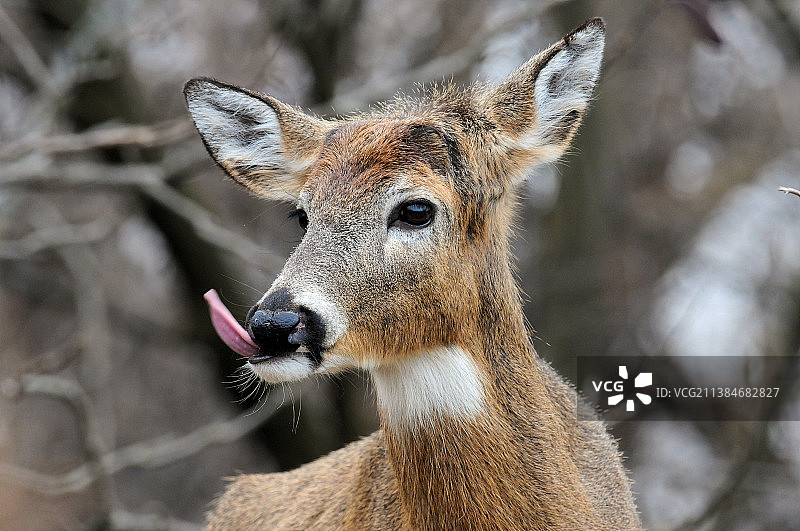 美国北园乡村自然中心的白色植物特写图片素材