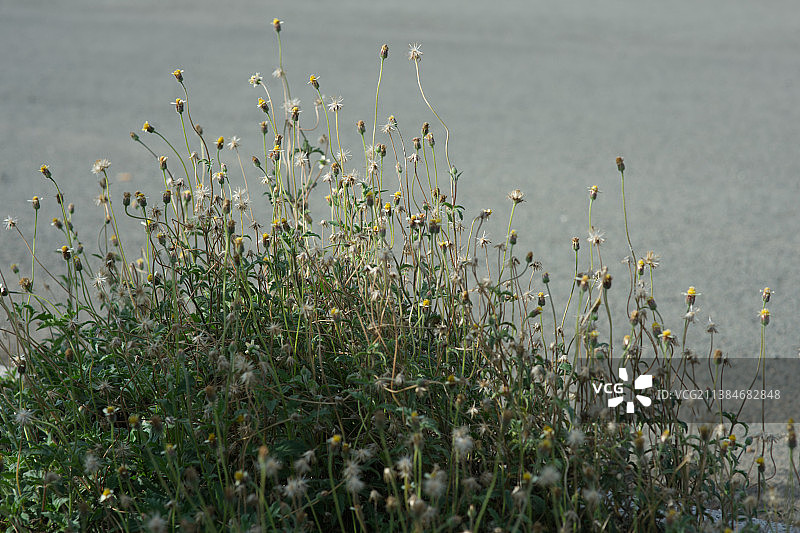 胡志明市田野上的花卉植物特写，越南图片素材