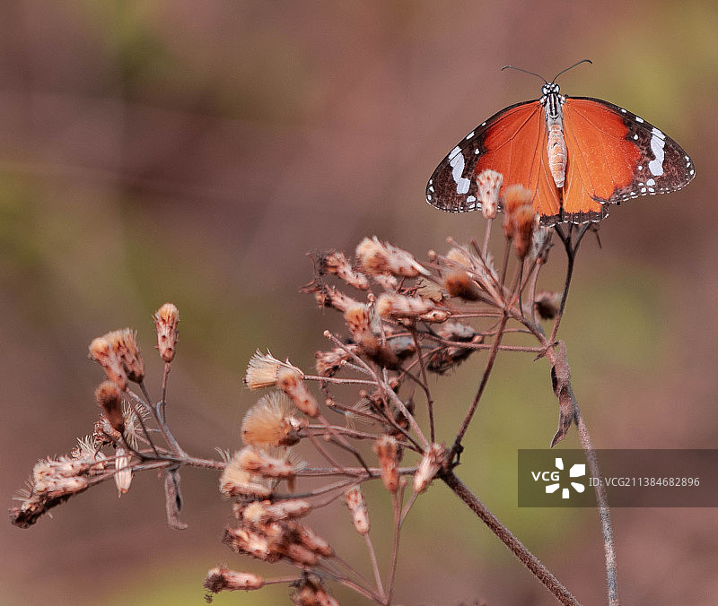 特写：蝴蝶停留在枯萎的植物上图片素材