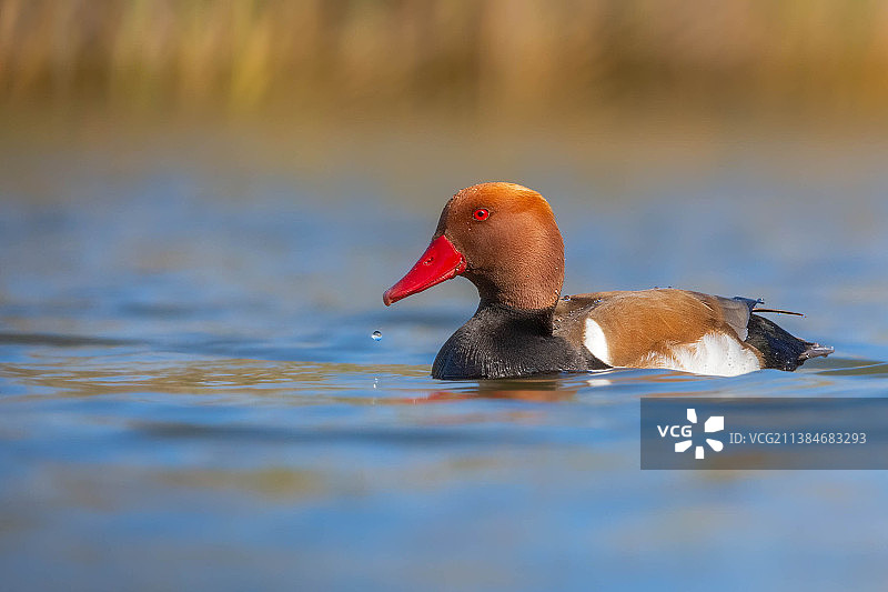 在湖中游泳的鸭子特写，意大利莫伦塔吉乌斯盐沼自然公园图片素材