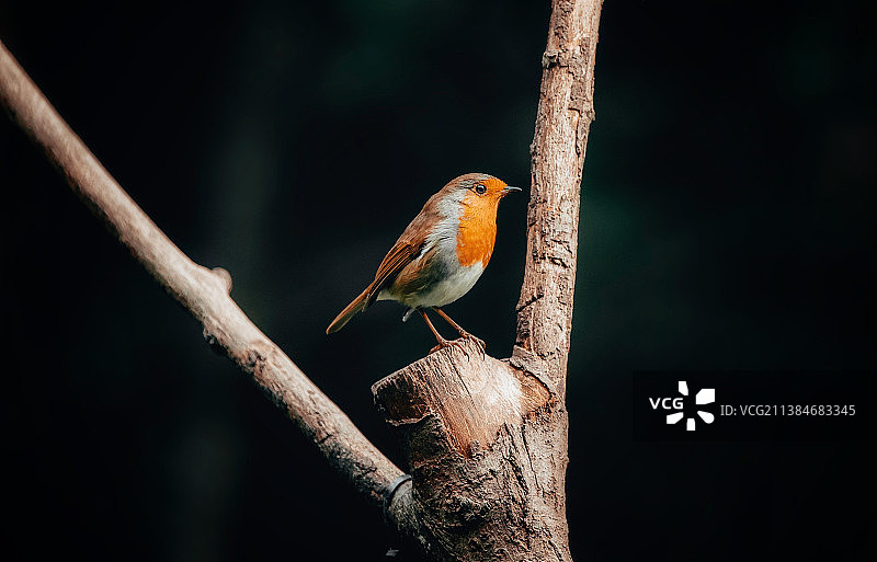 越南栖息在树枝上的知更鸟特写图片素材