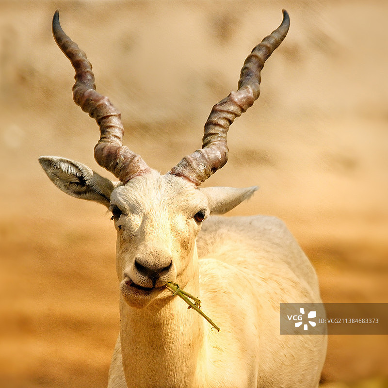 白色豚鹿肖像图片素材