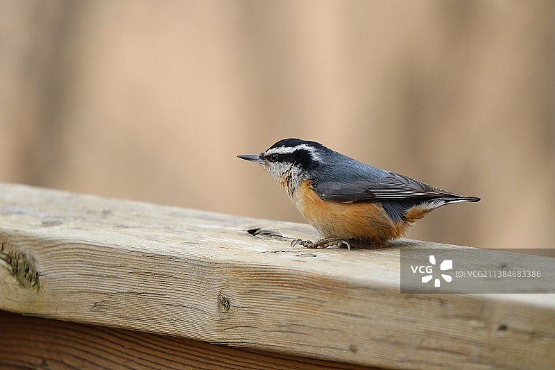 红胸Nuthatch，近距离观察Nuthatch栖息在木头上图片素材