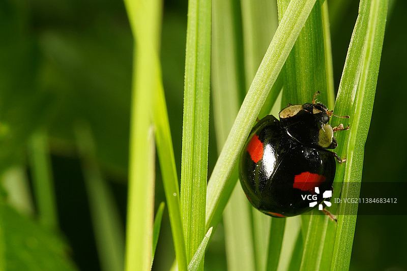 瓢虫在植物上的特写，德国盖尔森基兴图片素材