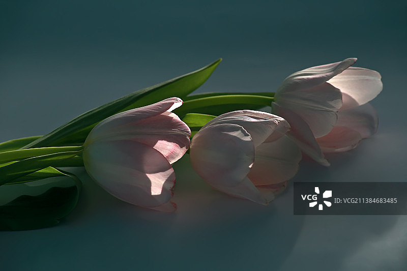 光线下的郁金香特写图片素材