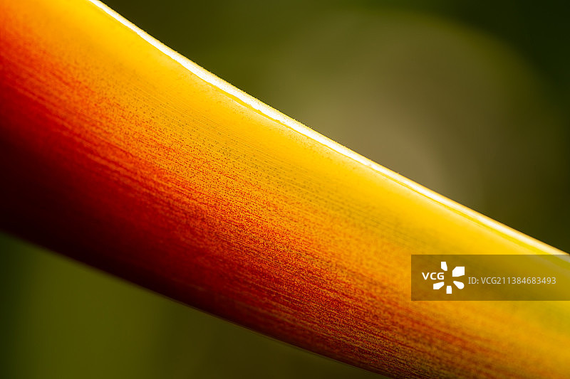 天堂鸟植物，黄叶特写，泰国巴蜀府挽沙潘县图片素材