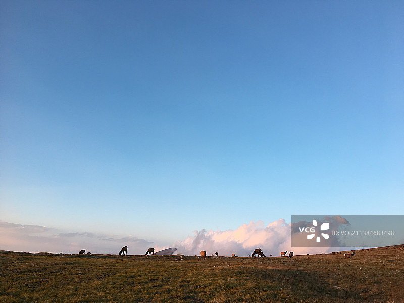 美国，晴朗蓝天下，田野里有鹿群图片素材
