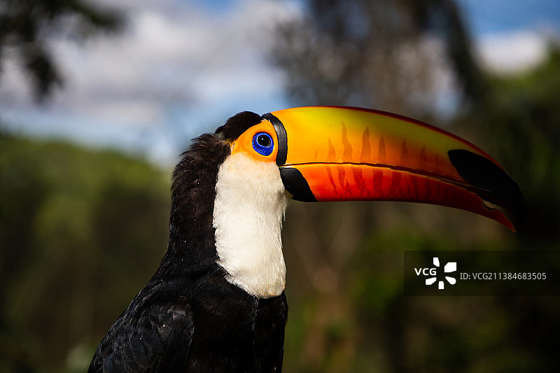 玻利维亚犀鸟栖息在树枝上的特写图片素材
