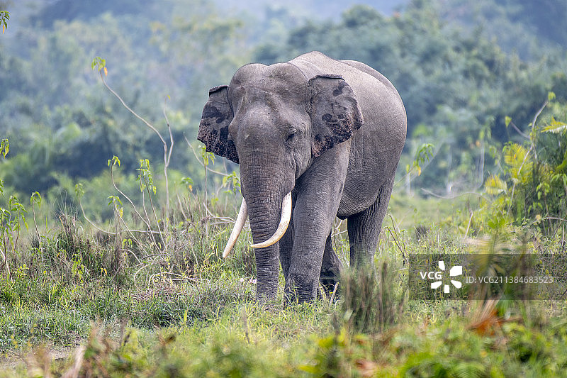 非洲卡齐兰加国家公园的亚洲象图片素材