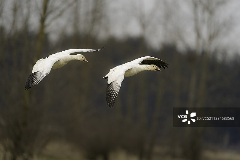 雪雁迁徙 - 以雷尼尔山为背景图片素材