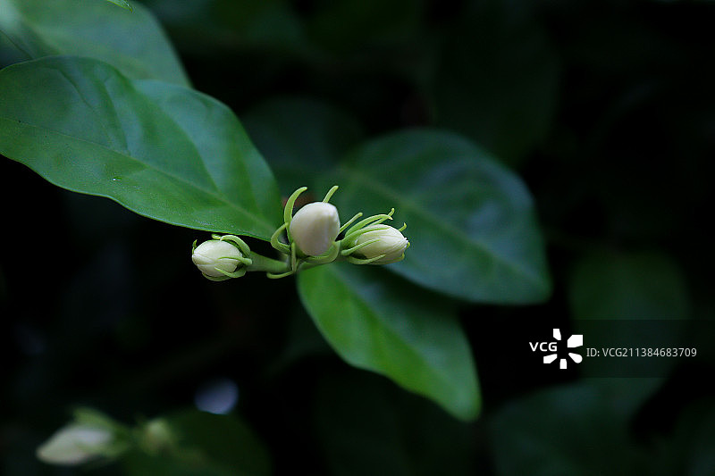 白色花朵在哥印拜陀盛开，特写图片素材