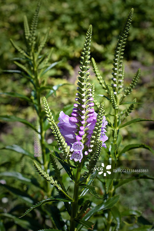 紫色开花植物的特写图片素材