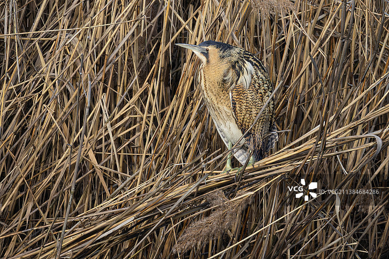 栖息在植物上的苍鹭特写，德国图片素材