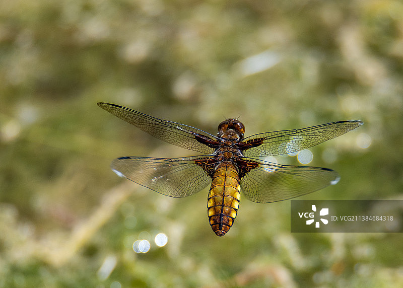 蜻蜓在植物上的特写图片素材