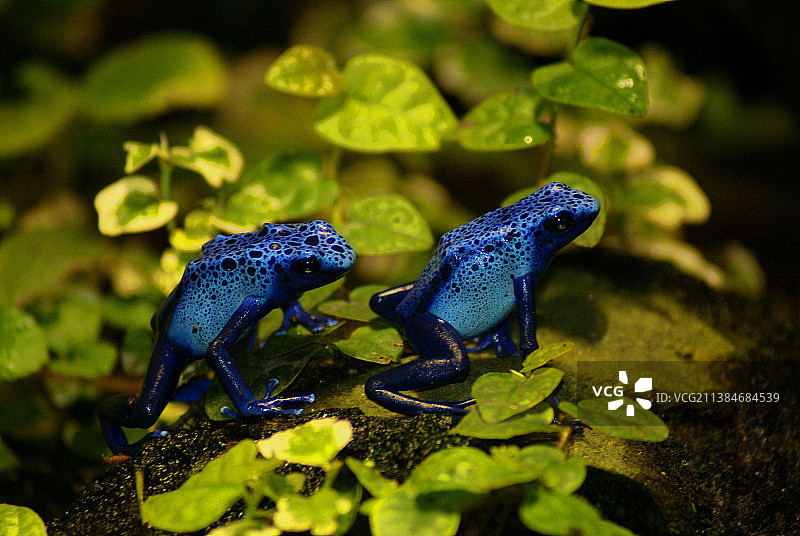 植物上的蓝色毒蛙特写图片素材