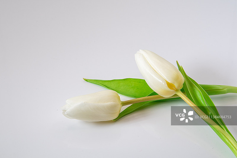 白色背景上的郁金香特写图片素材