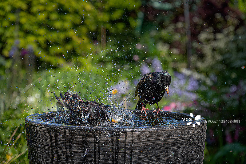栖息在英国卡特顿布里兹诺顿湿鸟浴盆上溅水的黑色麻雀特写图片素材