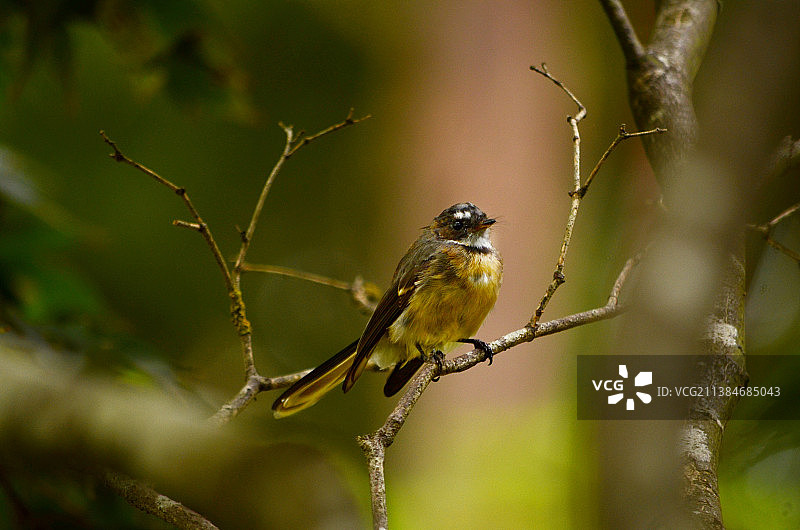 澳大利亚翡翠湖公园，栖息在树枝上的歌莺特写图片素材