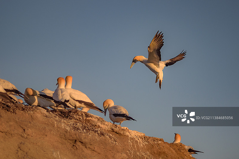 新西兰克利夫顿：晴空下飞翔的鸟的仰视图片素材