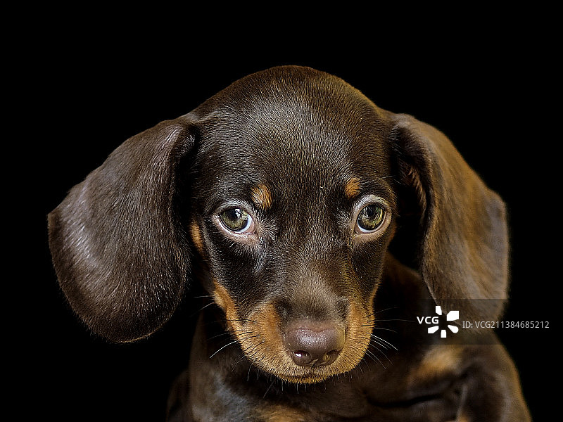 黑色背景下的腊肠犬特写，印度尼西亚雅加达图片素材