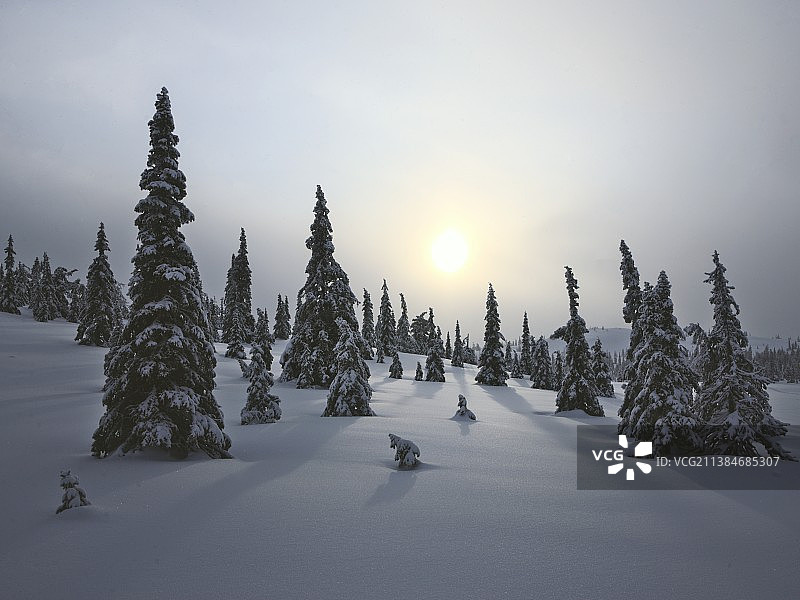 拉普兰冬日雪原树木日落景观图片素材