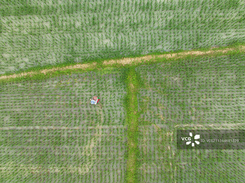 农业，春耕，水田图片素材