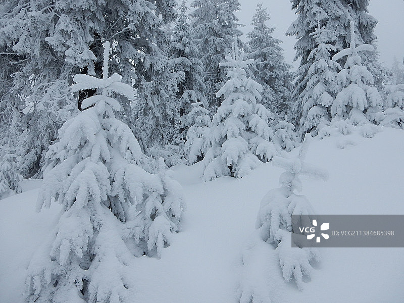 波兰新塔格雪原上的树木图片素材