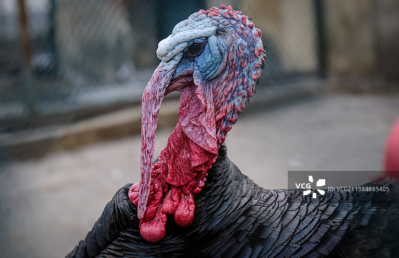 愤怒的火鸡图片素材