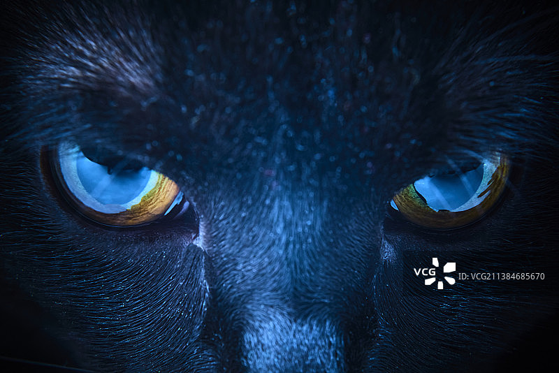 黑猫的特写图片素材