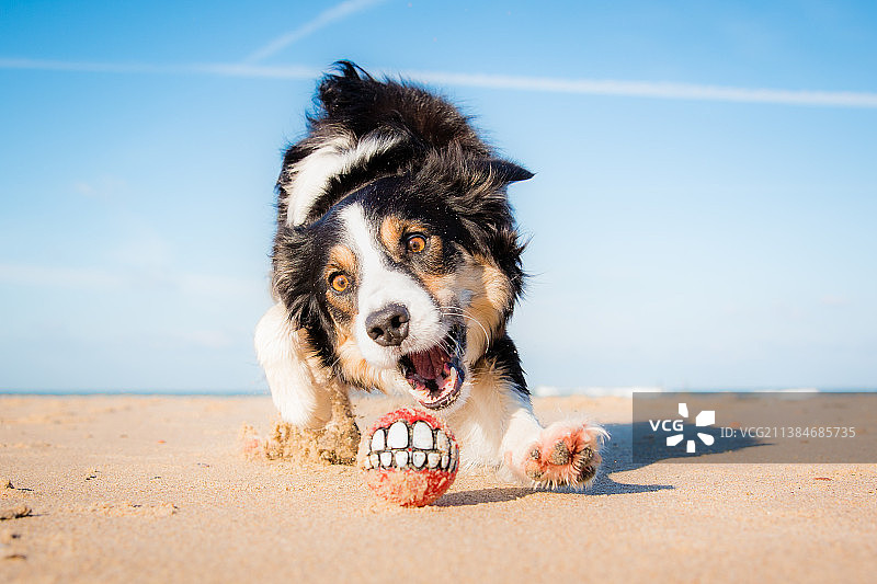 牧羊犬在荷兰海滩上接玩具球的肖像图片素材