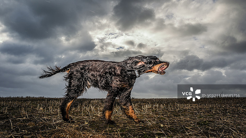 侧面视角：戈登雪达犬在贫瘠田野上的高清照片图片素材