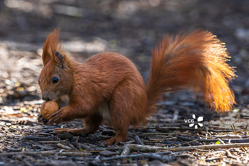 德国柏林田野上的松鼠特写图片素材