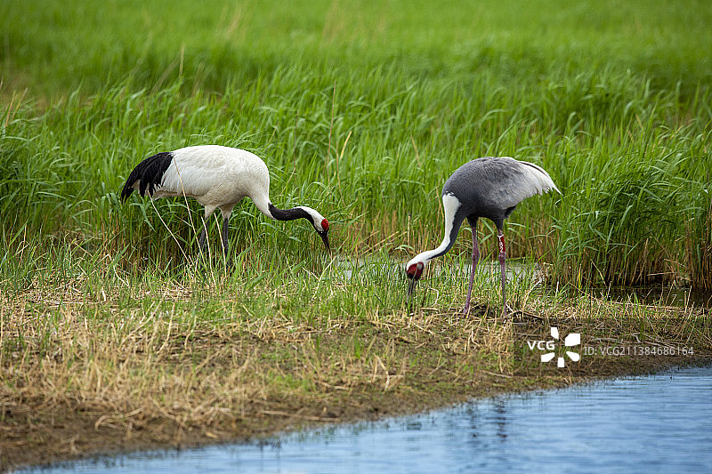 白枕鹤图片素材