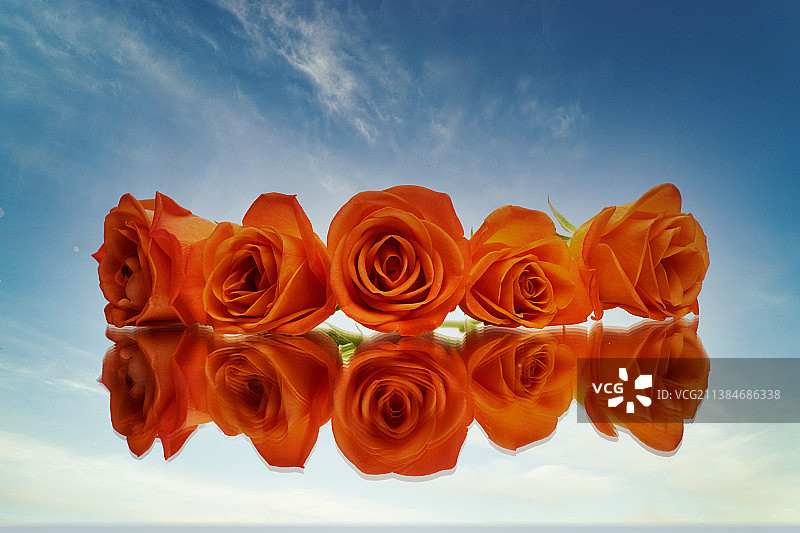 南非橙色玫瑰，反光表面图片素材