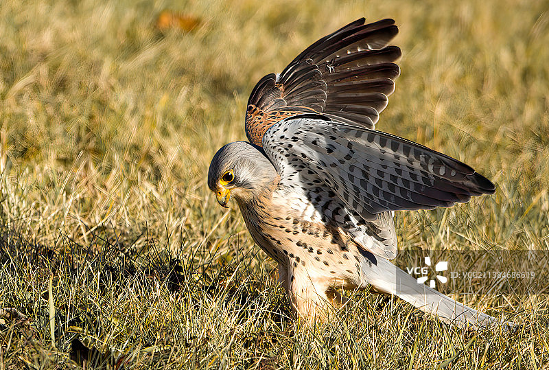 猎鹰特写图片素材