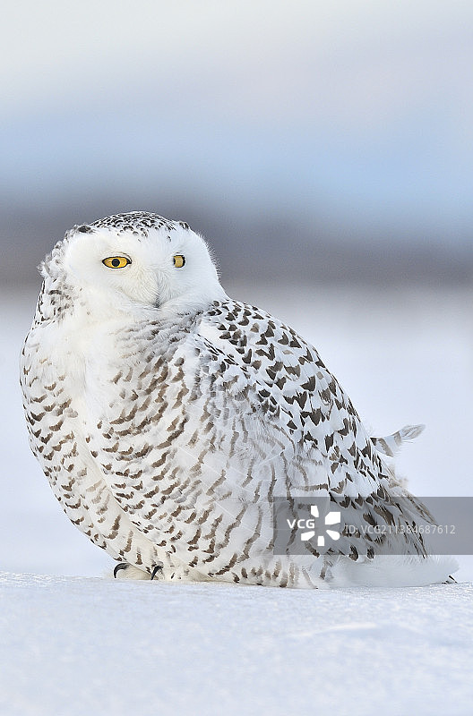 雪鸮图片素材