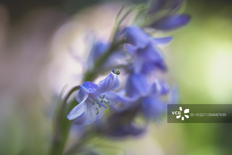 紫色开花植物特写，罗瑟勒姆，英国图片素材