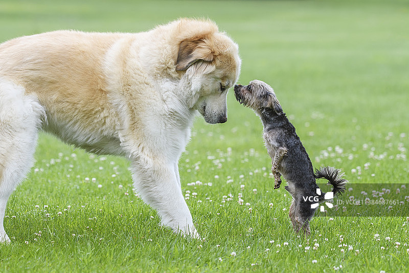 约克夏犬在加拿大渥太华的草地上与大狗玩耍图片素材