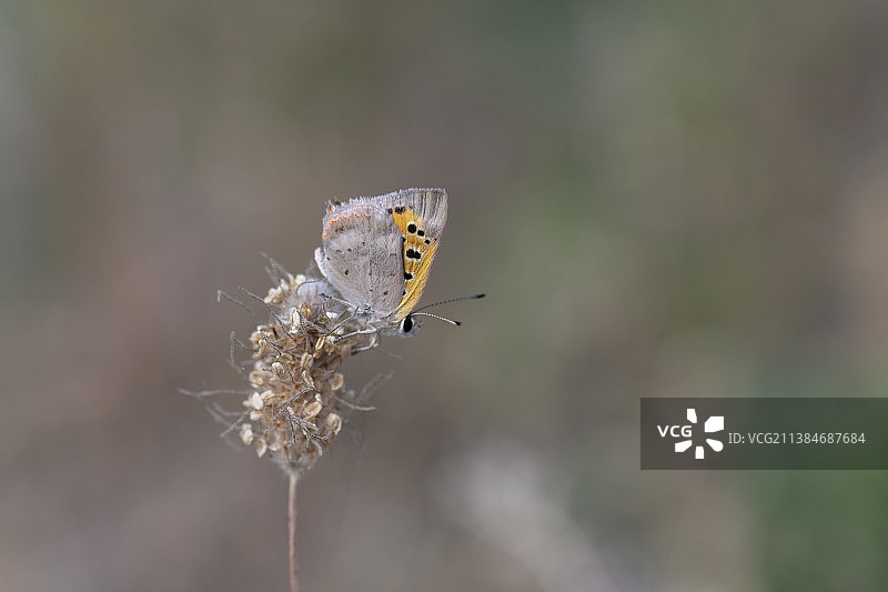 美丽的自然风光：植物上的蝴蝶特写图片素材