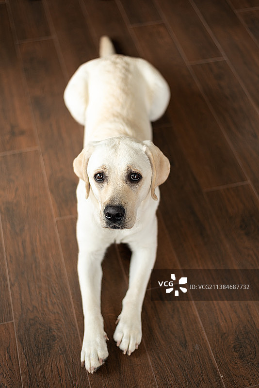 浅色拉布拉多幼犬趴在深棕色木地板上图片素材