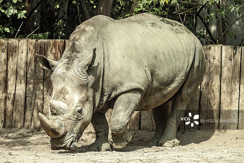 白犀牛站在德国田野上的侧面图图片素材