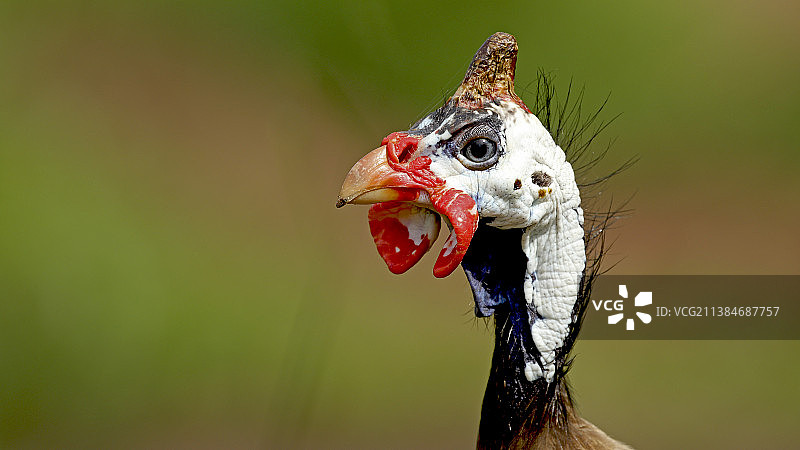 戴盔珍珠鸡特写，栖息在户外，巴西图片素材
