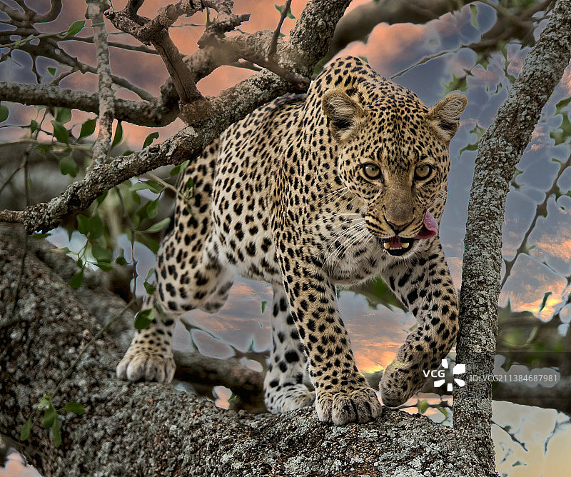 森林中站立的豹子肖像图片素材