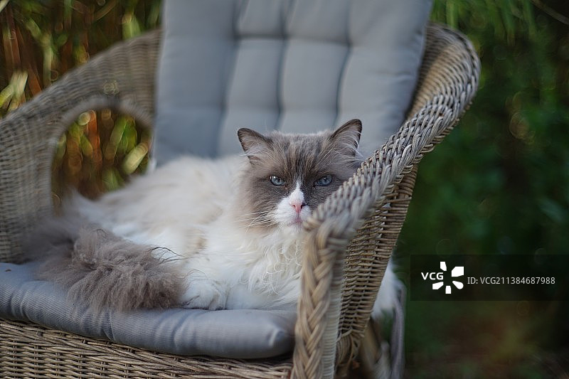 猫咪在椅子上放松的画像图片素材