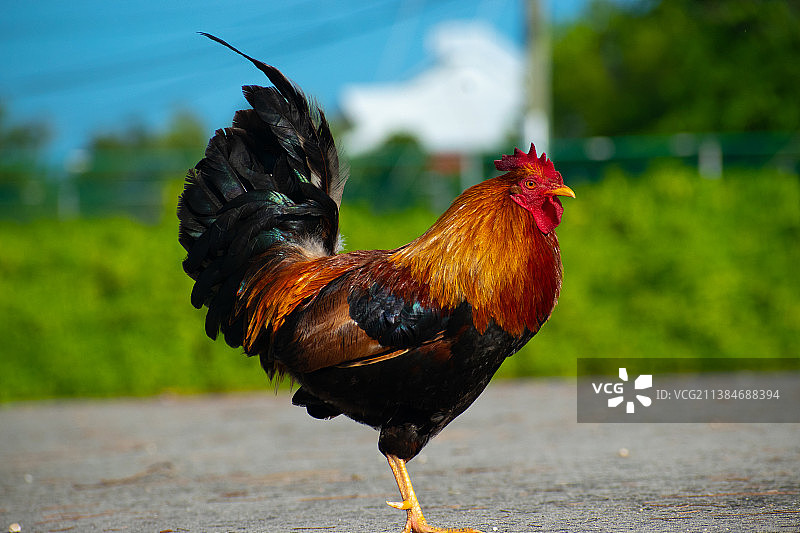 野鸡特写图片素材