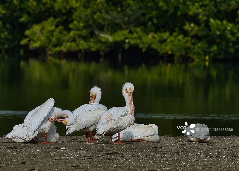 白鹈鹕，天鹅特写，在梅里特岛，佛罗里达，美国图片素材