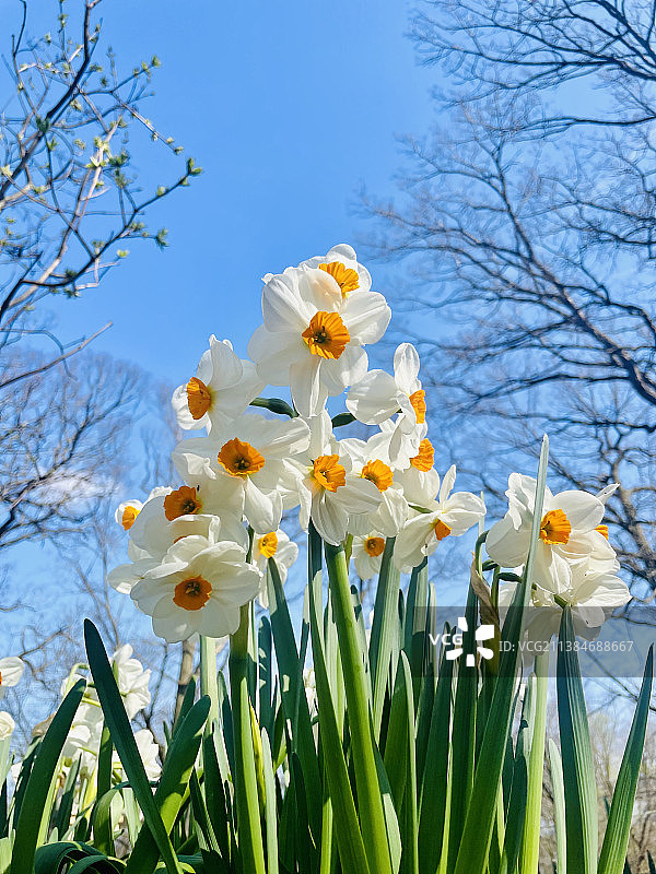 天空下白色开花植物的仰视角度图片素材