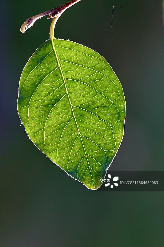 柏林-夏洛滕堡绿色树叶特写图片素材