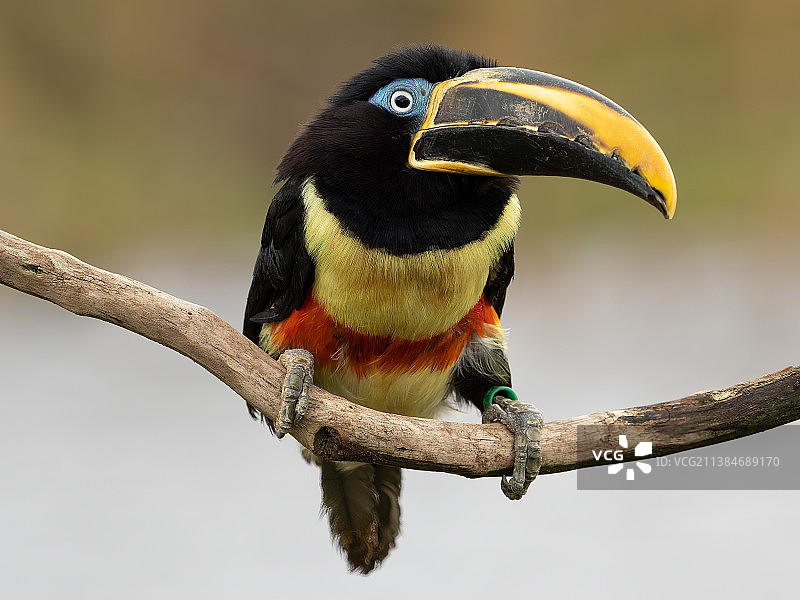 巨嘴鸟栖息在树枝上特写，荷兰伦特伦图片素材