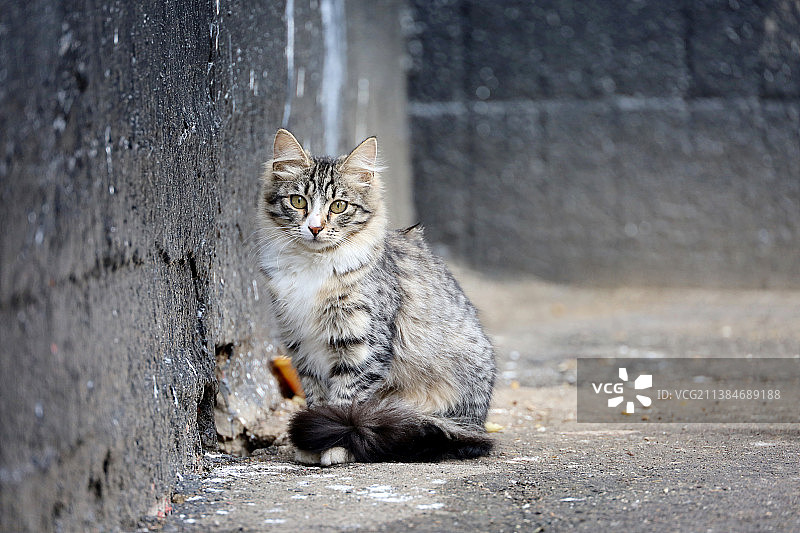 城市猫咪：坐在人行道上的猫咪肖像图片素材
